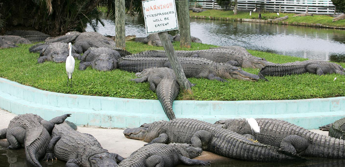 Gatorland Discount Tickets Orlando