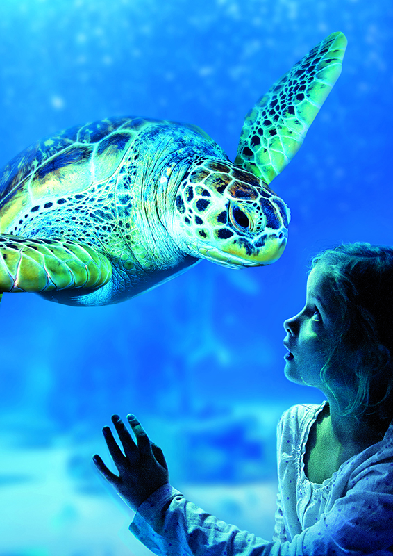 sl-greenseaturtle Green Sea Turtle