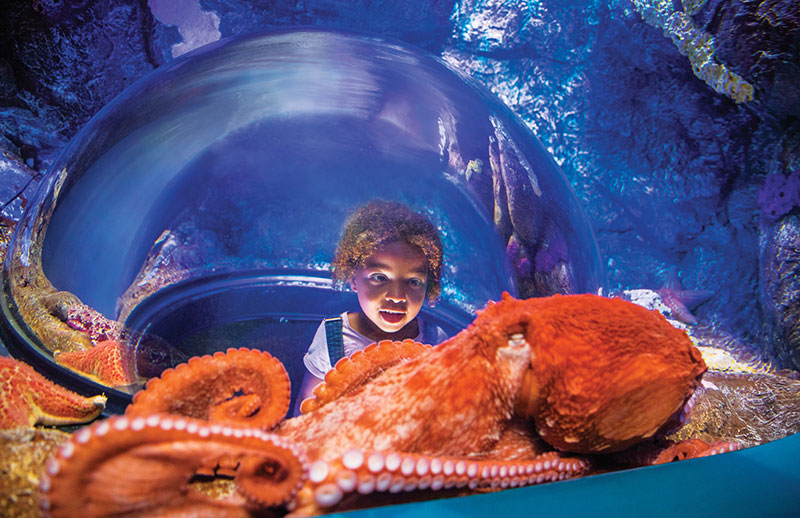 SeaWorld Tickets